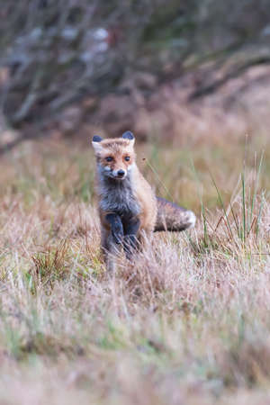 Cute Red Fox, Vulpes vulpes in fall forest. Beautiful animal in the nature habitat. Wildlife scene...