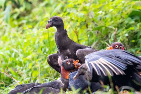 King vulture, Sarcoramphus papa, large bird found in Central and South America. Flying bird, forest in the background. Wildlife scene from tropic nature. Red head bird. Condor with open wing, Panamaの写真素材