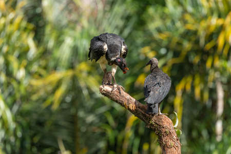 King vulture, Sarcoramphus papa, large bird found in Central and South America. Flying bird, forest in the background. Wildlife scene from tropic nature. Red head bird. Condor with open wing, Panamaの写真素材