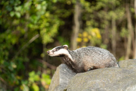 The Forest Badger (Meles Meles) in its typical drenching. The badger is a beast of the weasel family.の素材 [FY310171023427]