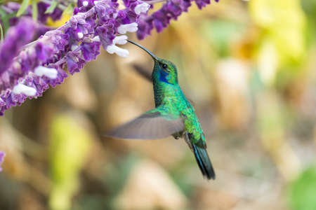 Green Violet-ear (Colibri thalassinus) hummingbird in flight isolated on a green background in Costa Ricaの写真素材