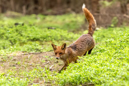 Red Fox. The species has a long history of association with humans.The red fox is one of the most important furbearing animals harvested for the fur trade. Largest of the true foxesの写真素材