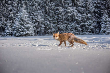 Red fox Vulpes vulpes with a bushy tail hunting in the snow in winter in Algonquin Park in Canada