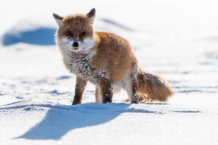 Red fox Vulpes vulpes with a bushy tail hunting in the snow in winter in Algonquin Park in Canadaの写真素材