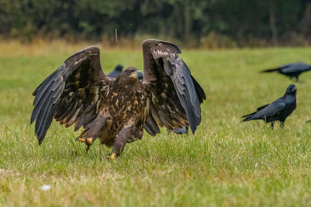 White Tailed Eagle (Haliaeetus albicilla) in flight. Also known as the ern, erne, gray eagle,...