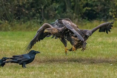 White Tailed Eagle (Haliaeetus albicilla) in flight. Also known as the ern, erne, gray eagle, Eurasian sea eagle and white-tailed sea-eagle. Wings Spread. Poland, Europe. Birds of prey.の写真素材