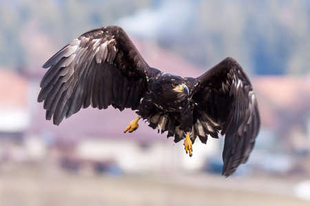 White Tailed Eagle (Haliaeetus albicilla) in flight. Also known as the ern, erne, gray eagle,...