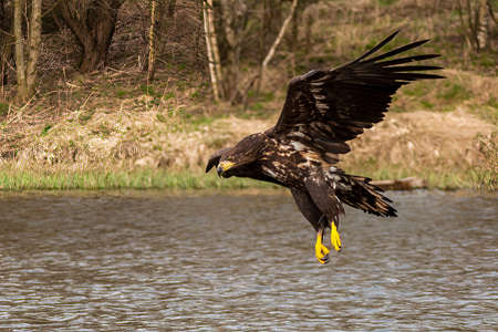 White Tailed Eagle (Haliaeetus albicilla) in flight. Also known as the ern, erne, gray eagle,...