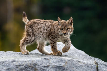 Lynx in green forest with tree trunk. Wildlife scene from nature. Playing Eurasian lynx, animal behavior in habitat. Wild cat from Germany. Wild Bobcat between the treesの写真素材