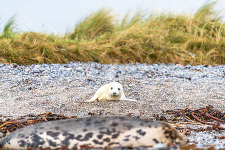 Phoca vitulina - Harbor Seal - on the beach and in the sea on the island of Dune in Germany. Wild photo.の写真素材
