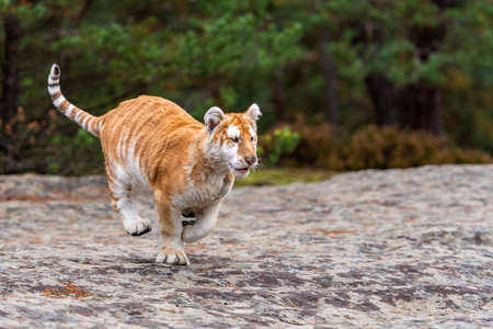 A Male Bengal Tiger marking his territory.Image taken during a safari at Bandhavgarh national park in the state of Madhya Pradesh in India.Scientific name- Panthera Tigrisの写真素材