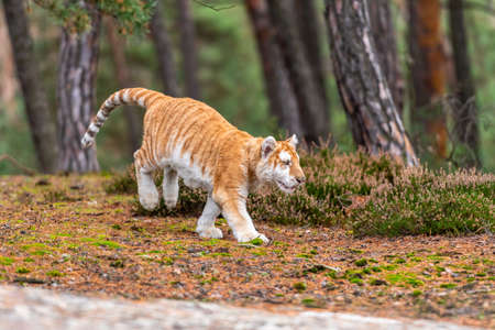 A Male Bengal Tiger marking his territory.Image taken during a safari at Bandhavgarh national park...