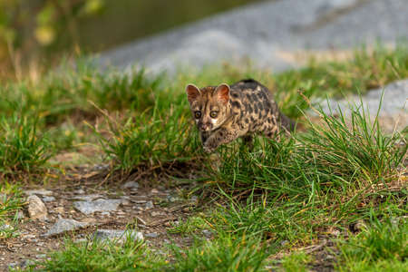 Large-spotted genet (Genetta tigrina) in natural habitat, South Africa