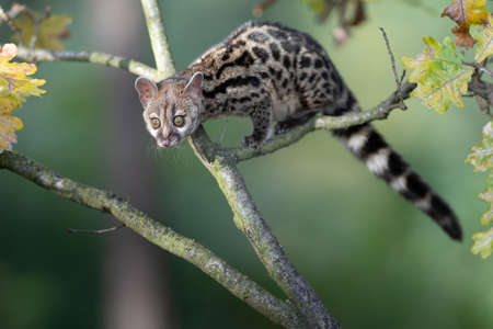 Large-spotted genet (Genetta tigrina) in natural habitat, South Africaの写真素材