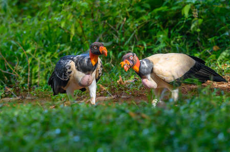King vulture, Sarcoramphus papa, large bird found in Central and South America. Flying bird, forest in the background. Wildlife scene from tropic nature. Red head bird. Condor with open wing, Panamaの写真素材