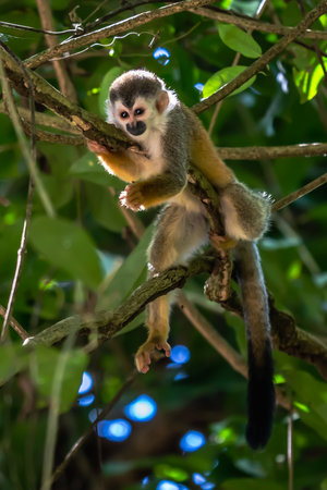 Squirrel monkey, Saimiri oerstedii, sitting on the tree trunk with green leaves, Corcovado NP, Costa...