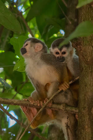Squirrel monkey, Saimiri oerstedii, sitting on the tree trunk with green leaves, Corcovado NP, Costa Rica. Monkey in the tropic forest vegetation. Wildlife scene from nature. Beautiful cute animal.の写真素材