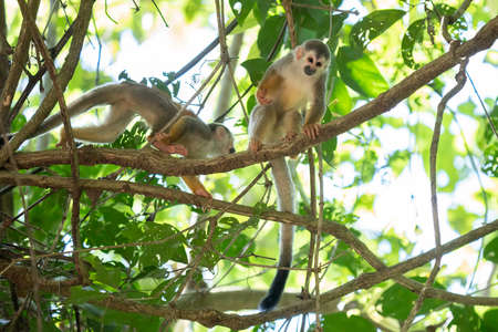 Squirrel monkey, Saimiri oerstedii, sitting on the tree trunk with green leaves, Corcovado NP, Costa...