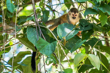 Squirrel monkey, Saimiri oerstedii, sitting on the tree trunk with green leaves, Corcovado NP, Costa...