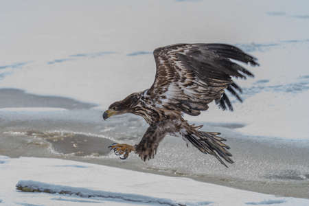 White Tailed Eagle (Haliaeetus albicilla) in flight. Also known as the ern, erne, gray eagle,...