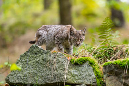 Lynx in green forest with tree trunk. Wildlife scene from nature. Playing Eurasian lynx, animal...