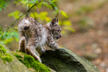Lynx in green forest with tree trunk. Wildlife scene from nature. Playing Eurasian lynx, animal behavior in habitat. Wild cat from Germany. Wild Bobcat between the treesの写真素材