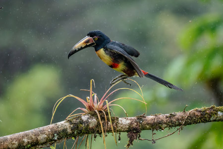 Fiery-billed Aracari - Pteroglossus frantzii is a toucan, a near-passerine bird. It breeds only on the Pacific slopes of southern Costa Rica and western Panamaの写真素材