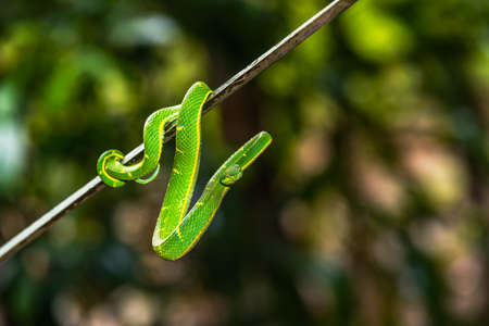 Trimeresurus hageni, Hagen's greem pit viper found in a jungleの写真素材
