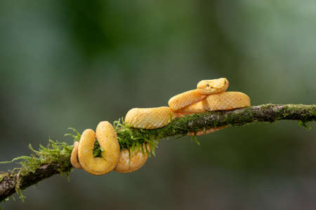A strikingly colored yellow and white Eyelash Pit Viper, Bothriechis schlegelii, coiled in a tree and vine in Costa Rica, waiting for preyの写真素材