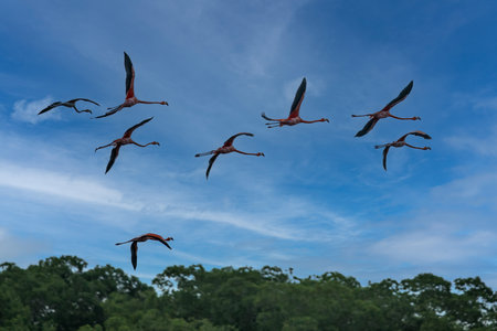 Close up photo of flock beutiful bright red birds Scarlet Ibis Eudocimus ruber returning to overnight in evening light, dark green blurred background. Nice red and green contrast. Caroni, Trinidad.の写真素材