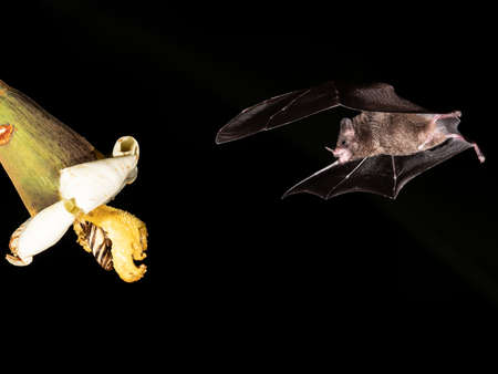 Lonchophylla robusta, Orange nectar bat The bat is hovering and drinking the nectar from the beautiful flower in the rain forest, night picture, Costa Ricaの写真素材