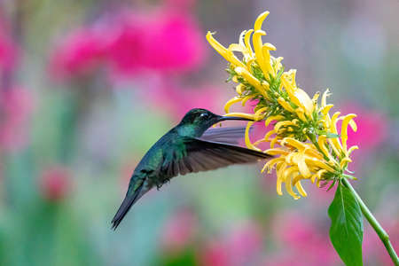 Green Violet-ear hummingbird (Colibri thalassinus) in flight isolated on a green background in Costa Ricaの写真素材