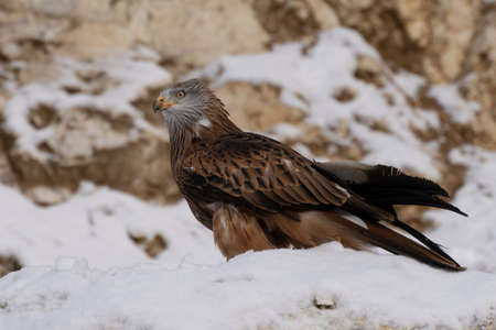 Red Kite head closeup (Milvus milvus)の写真素材