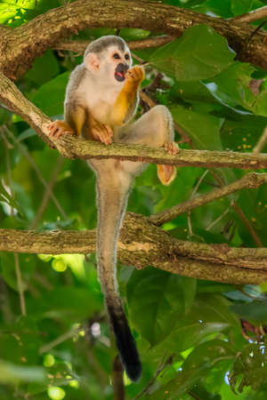 Squirrel monkey, Saimiri oerstedii, sitting on the tree trunk with green leaves, Corcovado NP, Costa...