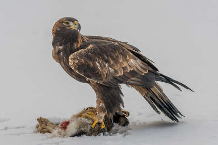 White Tailed Eagle (Haliaeetus albicilla) Also known as the ern, erne, gray eagle, Eurasian sea...