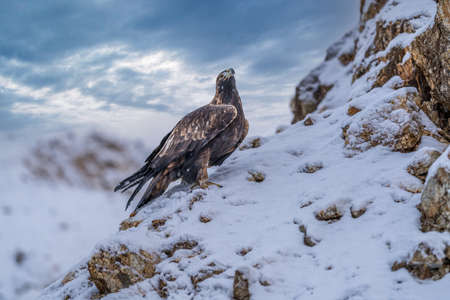 White Tailed Eagle (Haliaeetus albicilla) Also known as the ern, erne, gray eagle, Eurasian sea...