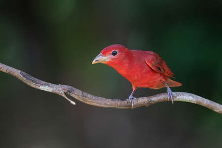 Red tanager in green vegetation. Bird on the big palm leave. Summer Tanager, Piranga rubra, red bird in the nature habitat. Tanager sitting on the big green palm tree. Wildlife scene from naturの写真素材