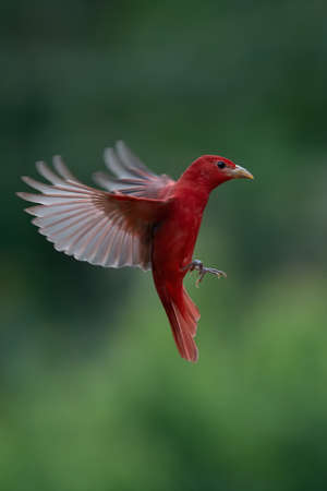 Red tanager in green vegetation. Bird on the big palm leave. Summer Tanager, Piranga rubra, red bird in the nature habitat. Tanager sitting on the big green palm tree. Wildlife scene from naturの写真素材