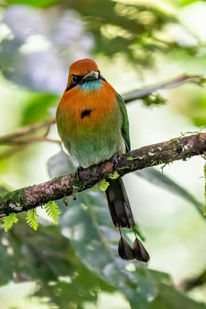 Turquoise-browed motmot - Eumomota superciliosa also Torogoz, colorful tropical bird Momotidae with long tail, Central America from south-east Mexico to Costa Ricaの写真素材