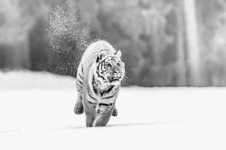 Black and white art. Tiger in wild winter nature, running in the snow. Siberian tiger, Panthera tigris altaica. Action wildlife scene with dangerous animal. Cold winter in Taiga, Russiaの写真素材