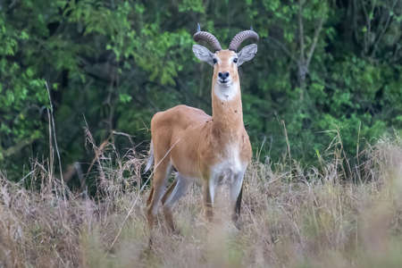 running antelope Waterbuck (Kobus ellipsiprymnus) in the african savannah namibia kruger park botswana masai maraの写真素材