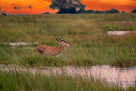 running antelope Waterbuck (Kobus ellipsiprymnus) in the african savannah namibia kruger park botswana masai maraの写真素材