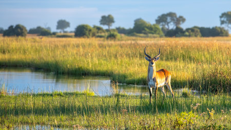 running antelope Waterbuck (Kobus ellipsiprymnus) in the african savannah namibia kruger park botswana masai maraの写真素材