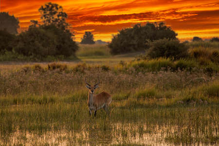 running antelope Waterbuck (Kobus ellipsiprymnus) in the african savannah namibia kruger park botswana masai maraの写真素材