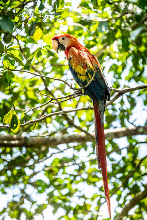Portrait of Ara arakanga costa rica