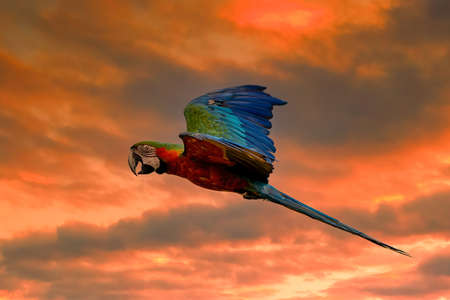 flying beautifully colored parrot ara (Ara ararauna) costa rica.の写真素材