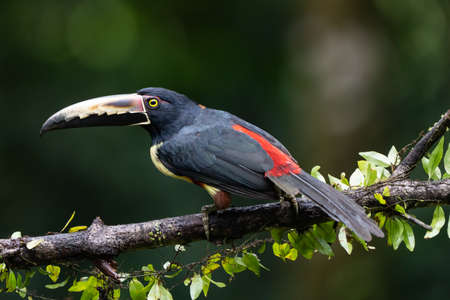 Toucan Collared Aracari, Pteroglossus torquatus, bird with big bill. Toucan sitting on the moss branch in the forest, Boca Tapada, Costa Rica. Nature travel in central Americaの写真素材