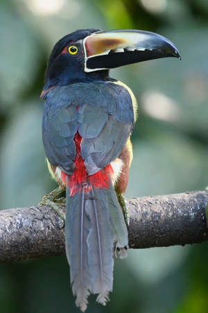 Toucan Collared Aracari, Pteroglossus torquatus, bird with big bill. Toucan sitting on the moss branch in the forest, Boca Tapada, Costa Rica. Nature travel in central Americaの写真素材