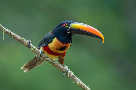 Fiery-billed Aracari - Pteroglossus frantzii is a toucan, a near-passerine bird. It breeds only on the Pacific slopes of southern Costa Rica and western Panamaの写真素材