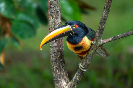 Fiery-billed Aracari - Pteroglossus frantzii is a toucan, a near-passerine bird. It breeds only on the Pacific slopes of southern Costa Rica and western Panamaの写真素材